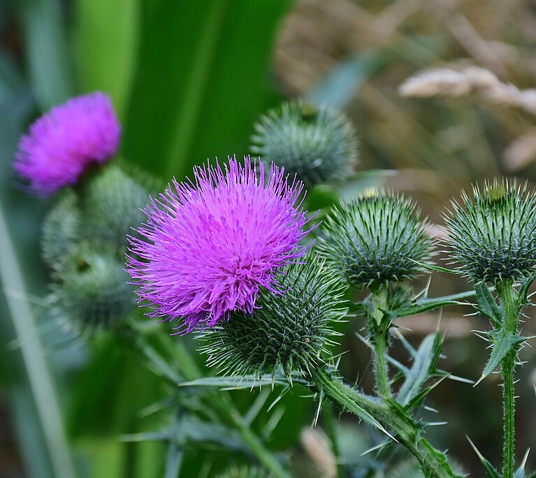 Ackerkratzdistel