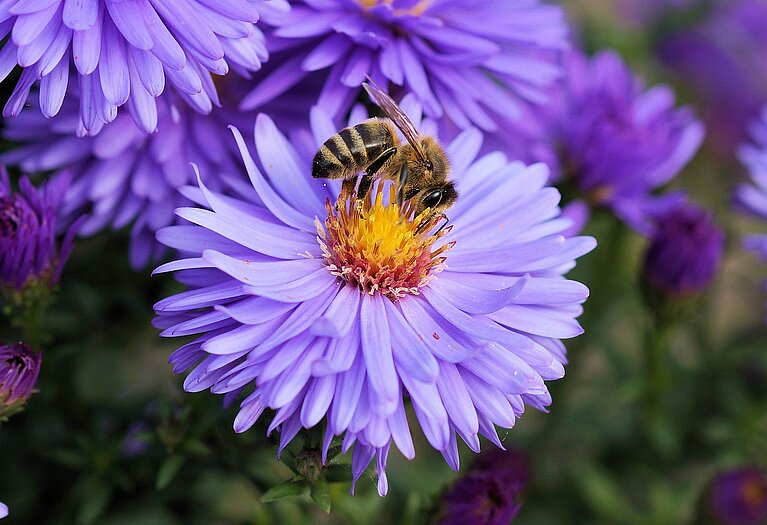 Bienenhaltung